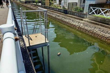 福岡県の住宅街で目撃された「絶滅危惧種」　思わず二度見してしまう光景が話題