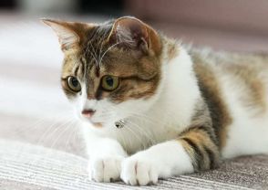 5匹の猫と暮らすミキ・亜生「むちゃくちゃわかる！」と共感　猫の不思議な力を科学的に検証した一冊（レビュー）