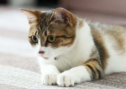 5匹の猫と暮らすミキ・亜生「むちゃくちゃわかる！」と共感　猫の不思議な力を科学的に検証した一冊（レビュー）