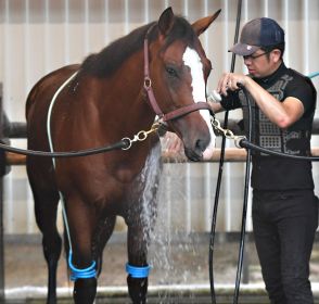 【今週の注目新馬】チェンジオブハートは母が新潟２歳Ｓ勝ち馬　田中博調教師「血統馬らしい質の良さを感じます」