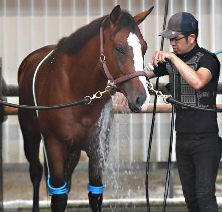 【今週の注目新馬】チェンジオブハートは母が新潟２歳Ｓ勝ち馬　田中博調教師「血統馬らしい質の良さを感じます」