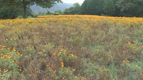 暑さで異変か　日本最大級フラワーパークで夏に人気…10万株「マリーゴールド」約3分の1が枯れてしまう　原因は高温多湿で誘発された「青枯病」