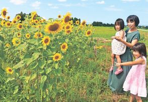 大沢野（富山市）の休耕田でヒマワリ見頃　４万本、鮮やか