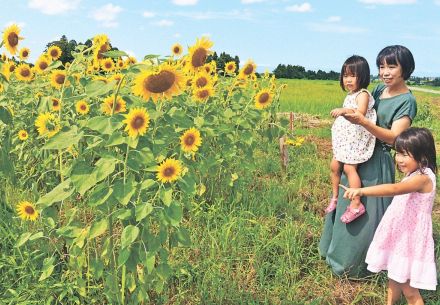 大沢野（富山市）の休耕田でヒマワリ見頃　４万本、鮮やか