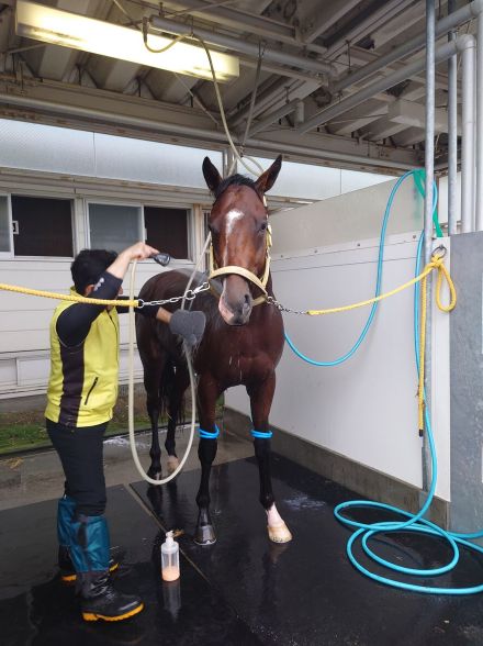 【クローバー賞】デビュー２連勝を狙うニタモノドウシが札幌入りして好気配　陣営「特に速いところにいくといい」