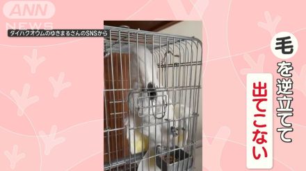 「開けないで！」　鳥かごの扉を何度開けても…脚で閉めるオウムさん　どんな気持ち？