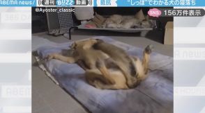 睡魔との戦いを“尻尾の動き”で表現する犬が、SNSで話題沸騰「豪快ヘソ天パッカーン！」「粘ってからの落ちる速度が最高」