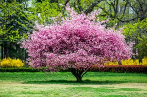 狭い庭や玄関先に植えるのはどんな木がいい？果樹や花が楽しめるおすすめ低木