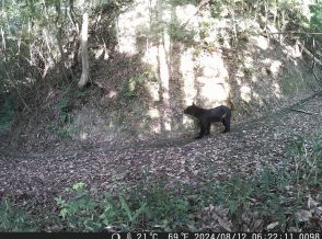 安佐動物公園にクマ1頭出没　山林カメラに映像、西園を当面閉鎖　広島市安佐北区