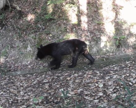 動物園に野生のツキノワクマが出没　防犯カメラが闊歩するクマの様子を捉える　広島