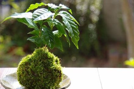 この夏作ってみたい【ミニ観葉植物の苔玉】基本の作り方＆おすすめ観葉植物《厳選5種》