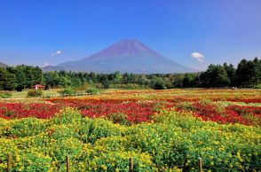 富士本栖湖リゾートで「虹の花まつり」　夏の富士山背景に8万株の草花