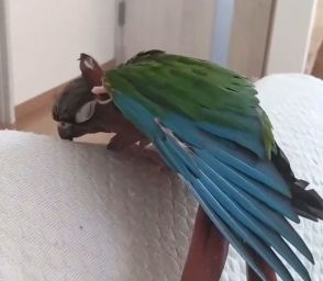 器用なポーズで頭をカキカキするインコさんが賢すぎてSNS騒然⇒「鳥ッキーな動き」「フェザータッチ」