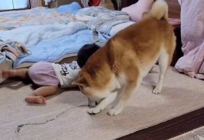 「やられっぱなしじゃないぞ！」1歳児に可愛く反撃する柴犬に「してやったり！！」と反響