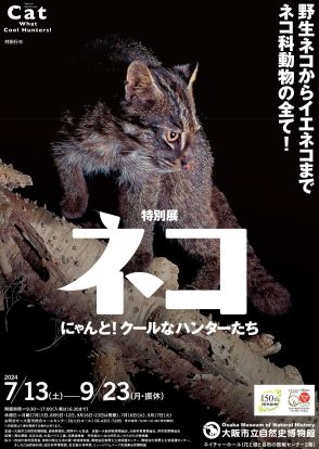 野生ネコからイエネコまでネコ科動物の魅力に迫る 特別展「ネコ」～にゃんと!クールなハンターたち～