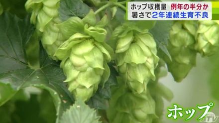 青森県田子町でホップの収穫最盛期も…　猛暑で生育不良となって収穫量は例年の半分ほどになる見込み