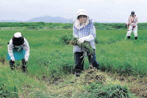 トキ放鳥のモデル地区拡充　県が今年度「能登復興の象徴に」