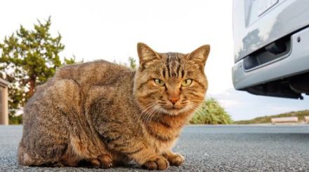 猫が猫にツッコむ奇跡のショット。その内容に「この瞬間撮れるの凄い」と反響