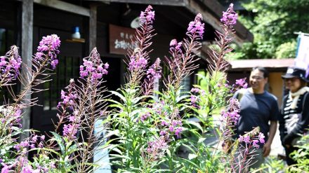 ヤナギラン、猛暑に負けず開花　岐阜・高山市の野麦峠