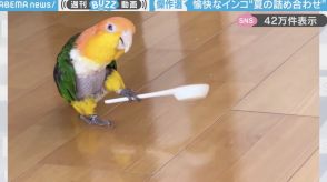 インコの“不思議な行動”5連発の詰め合わせ動画に「最高なお中元！」「無邪気な姿に癒されます…」と反響