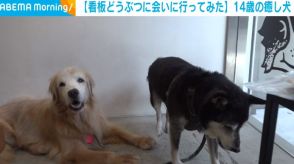 おじいちゃんゴールデンと柴の2匹の看板犬 ご近所さんも癒やされる穏やかな姿にほっこり