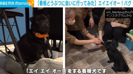 看板犬と「エイ エイ オー！」で話題のカフェ 常連客に“あざと可愛く”甘える看板動物に会ってみた