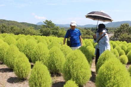 杵築市「るるパーク」で夏のコキアが見頃　モフモフ鮮やかな緑色映える