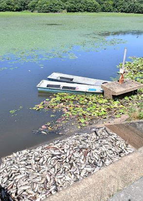 ハスの生育促すはずが…大山上池で魚大量死　鶴岡・水位下げ影響、酸欠か