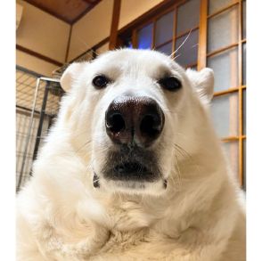 「一瞬見てもよく見ても…」愛犬が貫禄ある“シロクマ”にしか見えない!どうやって撮影したのか飼い主に聞いた