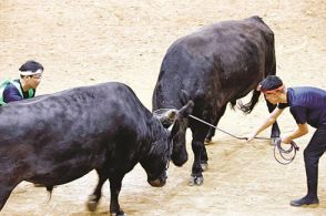 闘牛も暑い！牛突きも「ナイター」初実施　横綱牛、２年ぶり真剣勝負で４０分にわたる大熱戦　島根の離島でファン５００人沸く　隠岐の島・夏場所