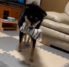 一生懸命選んだおもちゃを飼い主に届ける犬　「遊ぼう」と誘う様子が健気でキュンとする！