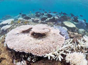 サンゴ白化、局所で確認　高い海水温影響か　奄美大島