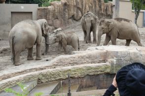 札幌市円山動物園のゾウ「タオ」　19日で1歳　誕生きっかけ、雌同士に絆