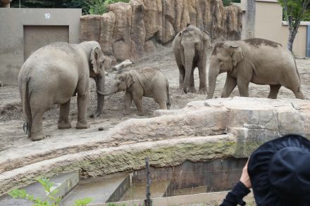 札幌市円山動物園のゾウ「タオ」　19日で1歳　誕生きっかけ、雌同士に絆