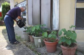 お裾分け？いたずら？　突然、軒先に鉢植え黒大豆　とりあえず水やり「私が食べていいものか」／兵庫・丹波市