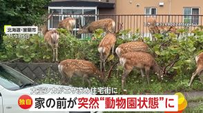 【独自】家の前が連日“動物園状態”!13頭のシカがエサ求め住宅街に…車との衝突事故も増加　北海道・室蘭市