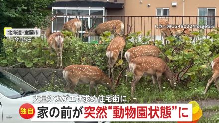 【独自】家の前が連日“動物園状態”!13頭のシカがエサ求め住宅街に…車との衝突事故も増加　北海道・室蘭市