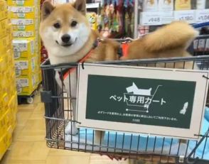 何買おっかな～！風呂上り後の買い物でルンルンな柴犬くんが「目移りしちゃうね？」と話題