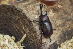 深夜に「飼育しているカブトムシ」が脱走　驚きの行動に思わず笑ってしまう