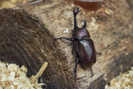 深夜に「飼育しているカブトムシ」が脱走　驚きの行動に思わず笑ってしまう