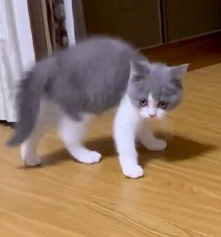 「うさぎ！？」「何これ…」子猫が「やんのかポーズ」をした直後…思わぬ動きに超悶絶「最後の顔も可愛い」