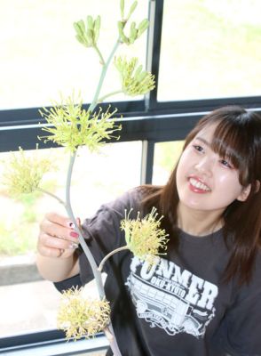 ”雷神の力を得て幸運になれる”　数十年に一度だけ咲く「アガベ・ポタトラム」が開花／京都・福知山市