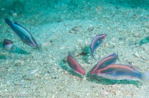 キビナゴの大産卵を見つけた！海中が真っ白な雲に包まれる…？