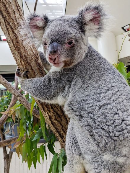 コアラの「ハニー」死ぬ　県こども動物自然公園　2014年生まれの雌・10歳　最近は木から下りて床に座る時間長く　2日前には雄の「ピリー」死ぬ　別の部屋で飼育されていて関連はないとみられる　同園のコアラは4頭に