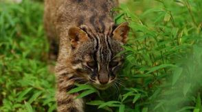 生息数はわずか100頭前後　絶滅危惧種「ツシマヤマネコ」が人のせいで犠牲の不幸　ロードキルは単なる”かわいそうな交通事故”ではない