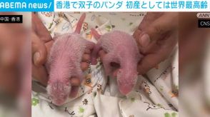 香港で双子の赤ちゃんパンダ誕生 初産としては世界最高齢