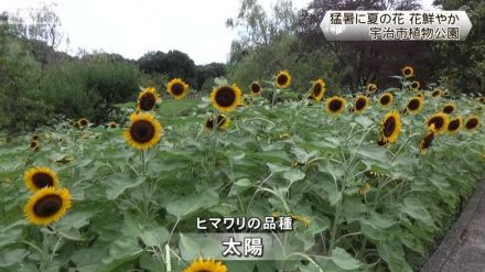 宇治市植物公園　オミナエシ・ヒマワリ　猛暑に花鮮やか