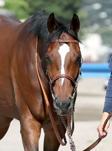 日曜メインレースの注目激走馬…札幌１１Ｒ札幌記念・Ｇ２