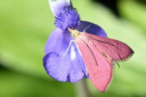 これでも蛾なの!? 「ショッキングピンクのハート型昆虫は、北米産まれ」 “思わず二度見” の美しさに注目!