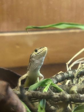 園の子どもたちがカナチョロの卵を飼育中【中テレ投稿BOXニュース】